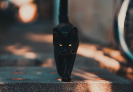 Halloween, sos gatti neri. Enpa: meglio tenerli a casa